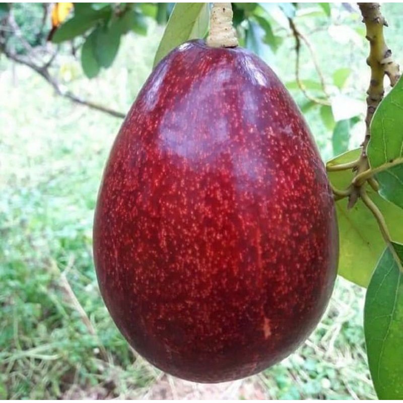 bibit alpukat red vietnam | pohon alpukat red vietnam