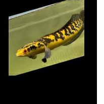 channa maru yellow Sentarum