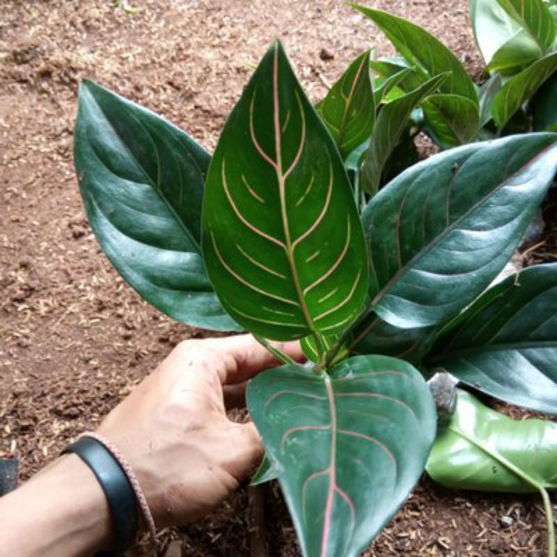 aglonema rotundum-tanaman hias aglonema rotundum