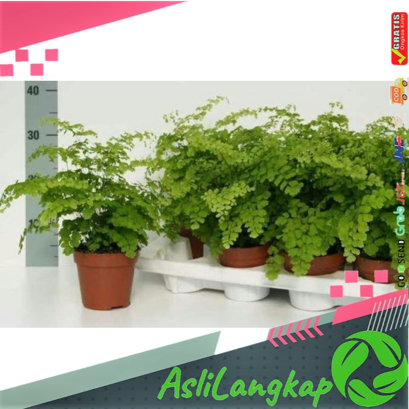 Suplir Tanaman Hias, Suplir Daun Kecil, Suplir Murah (Adiantum)