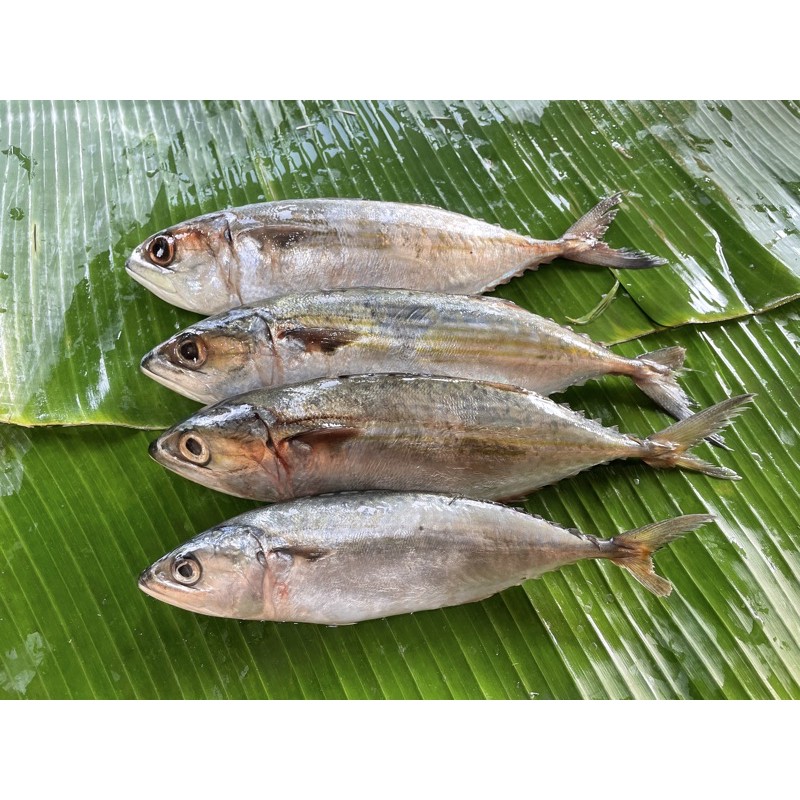 

Kembung Banjar - 500 Gram
