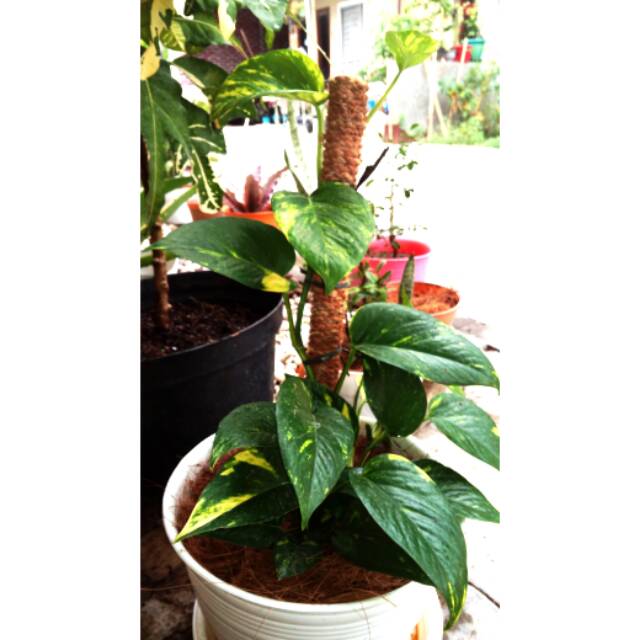 Tanaman Hias Sirih Belanda