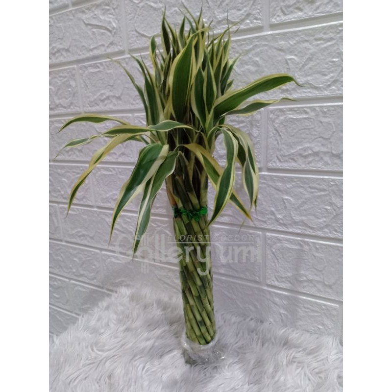 BAMBU HOKI MODEL BERINGIN/ VARIGATA