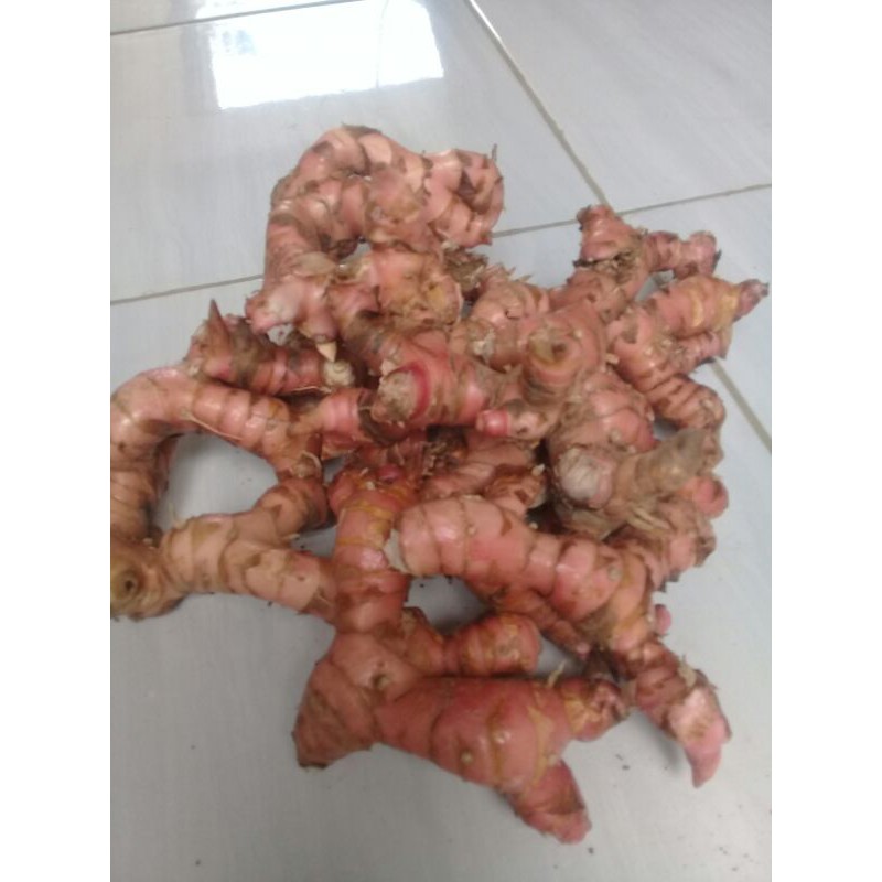

lengkuas atau laja merah hutan asli 1kg