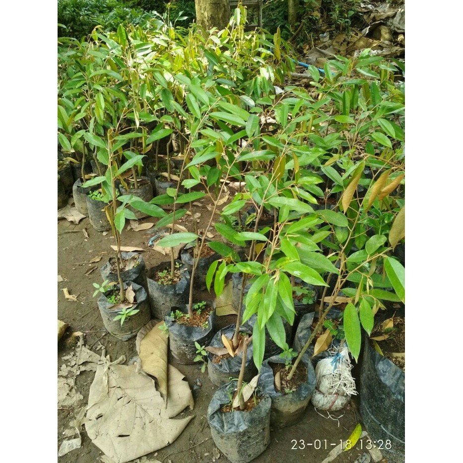 

bibit tanaman buah durian simas