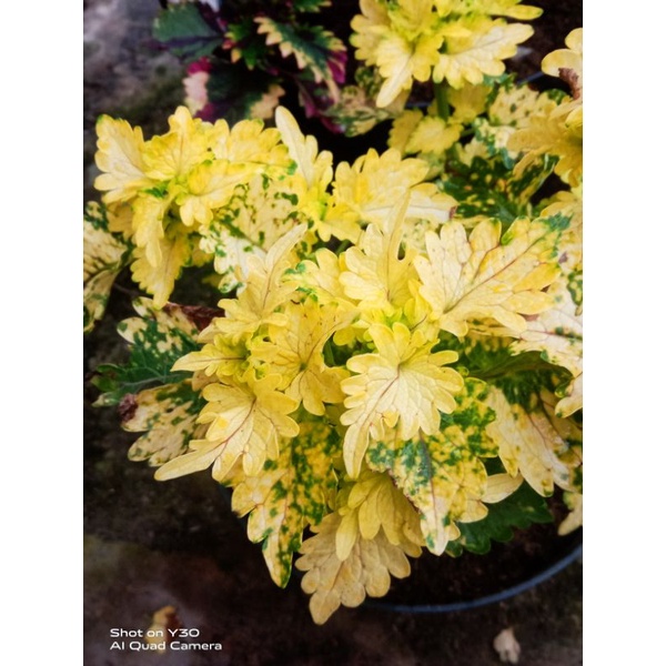Sudah Berakar Miana Premium tumbuh dari biji warna kuning hijau daun mengkilap