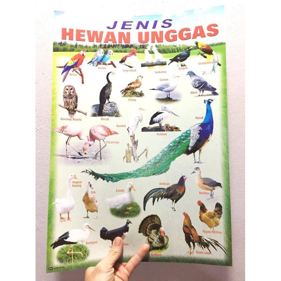Jual Mainan Poster Edukasi Jenis Hewan Unggas Termurah Promo