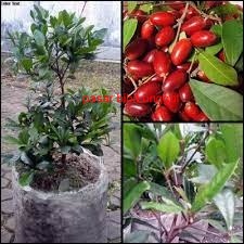 Bibit Buah Ajaib/Miracle Fruit-Bibit Miracle Fruit Buah Ajaib