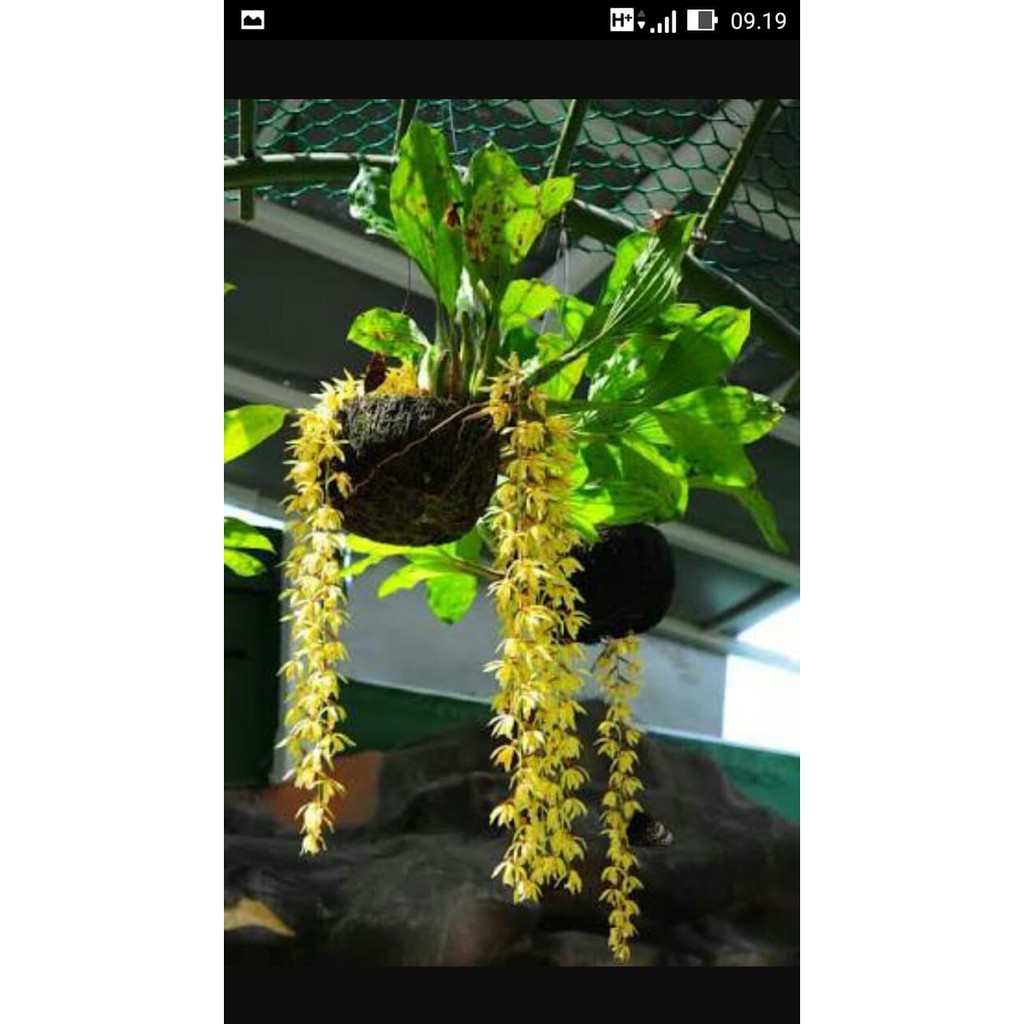 anggrek coelogyne rochussenii