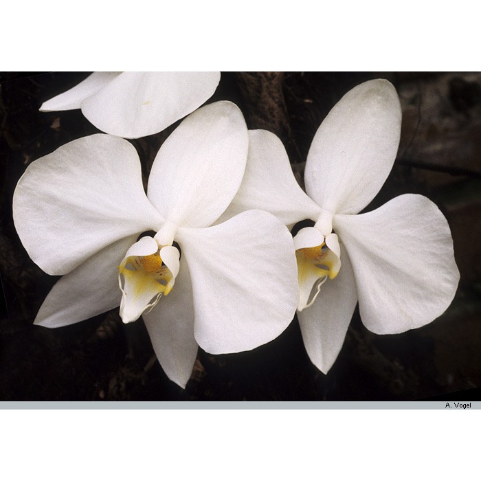 Phalaenopsis amabilis papua