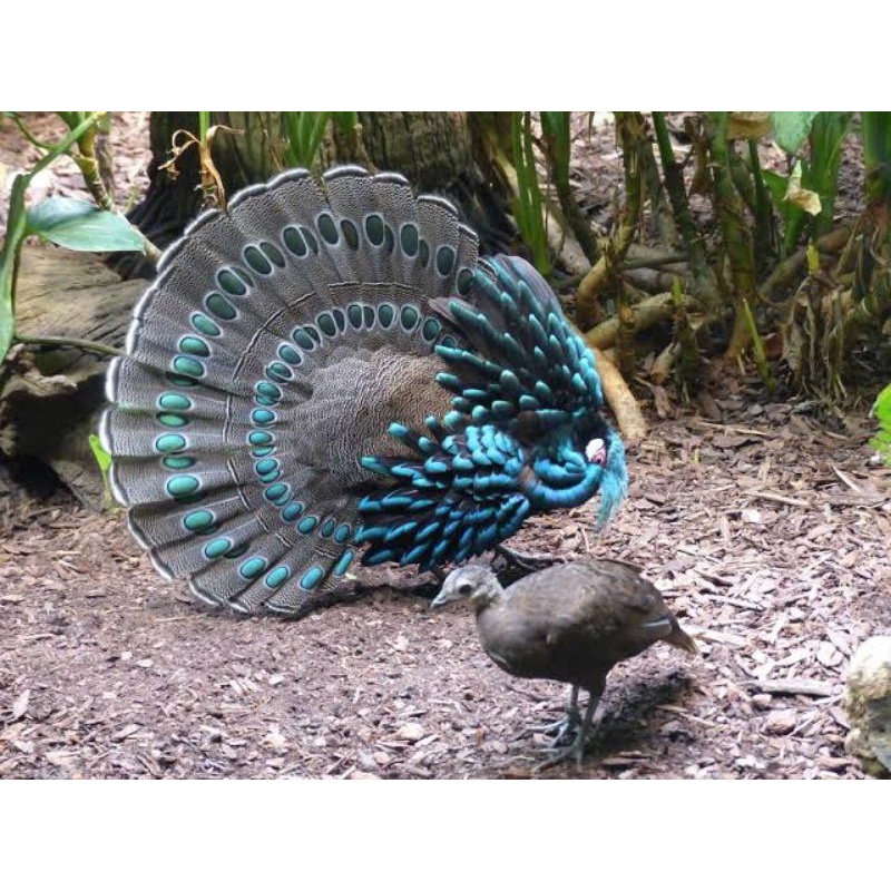 

TELUR AYAM HIAS RINGNECK PALAWAN PHEASANT FERTIL UNTUK DITETASKAN