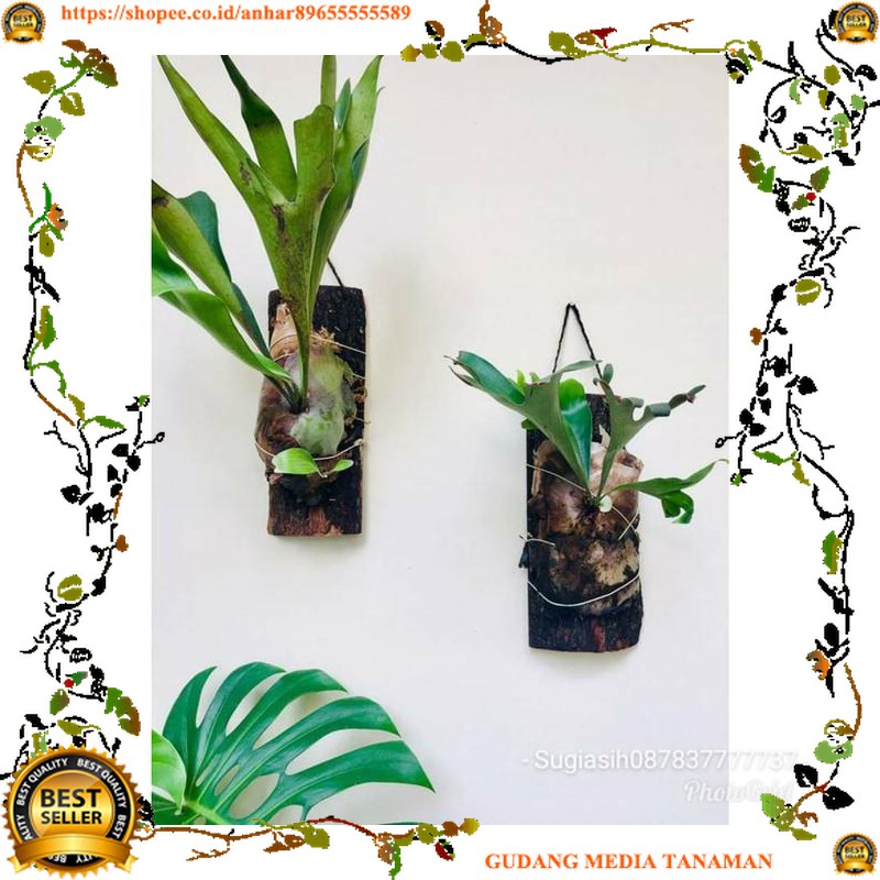 MEDIA Media tanam tanduk rusa anggrek tempel MEDIA