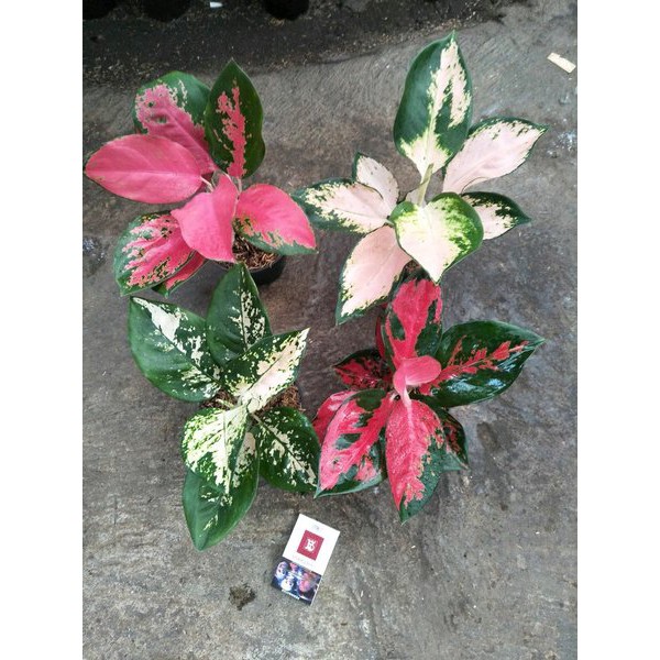 Paket 4 Bonggolan Aglonema Suksom White, Majesty Pelangi Petani Aglonema