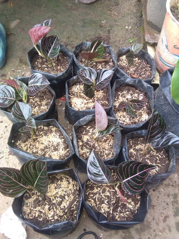 Aglonema Rotundum Aceh 2daun Reamja