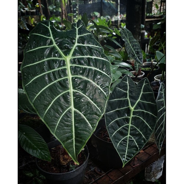indukan alocasia watsoniana glosy (mengkilap)-tanaman hias alocasia