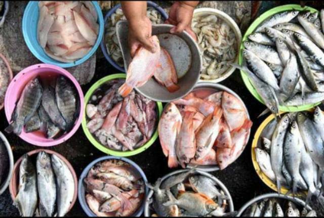 Aneka IKAN lele ikan cue selar patin selar bandeng salmon mujair mas