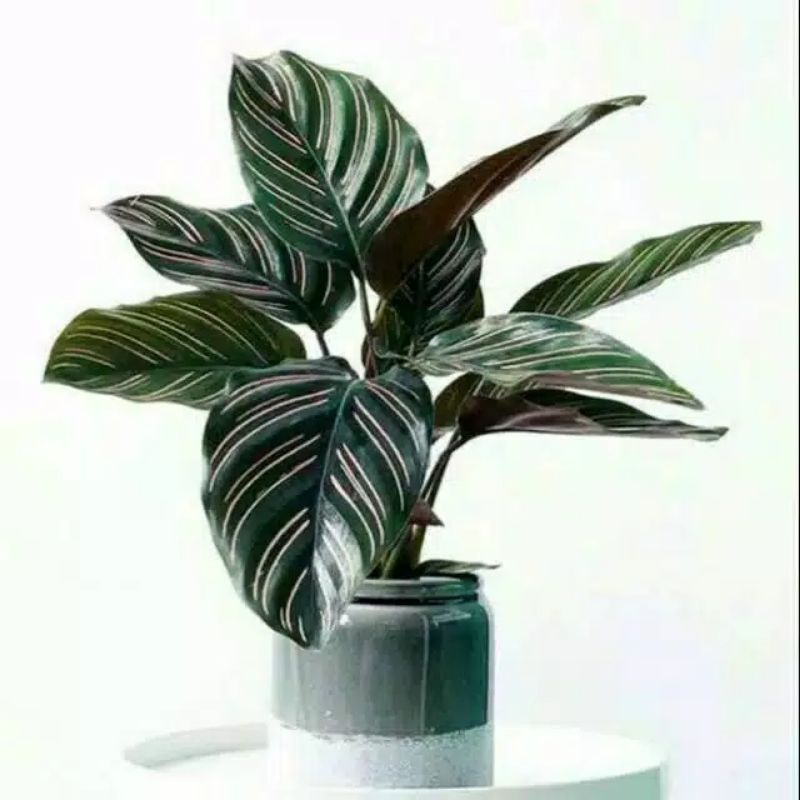 calathea prinstrip//ornata//calathea ornata