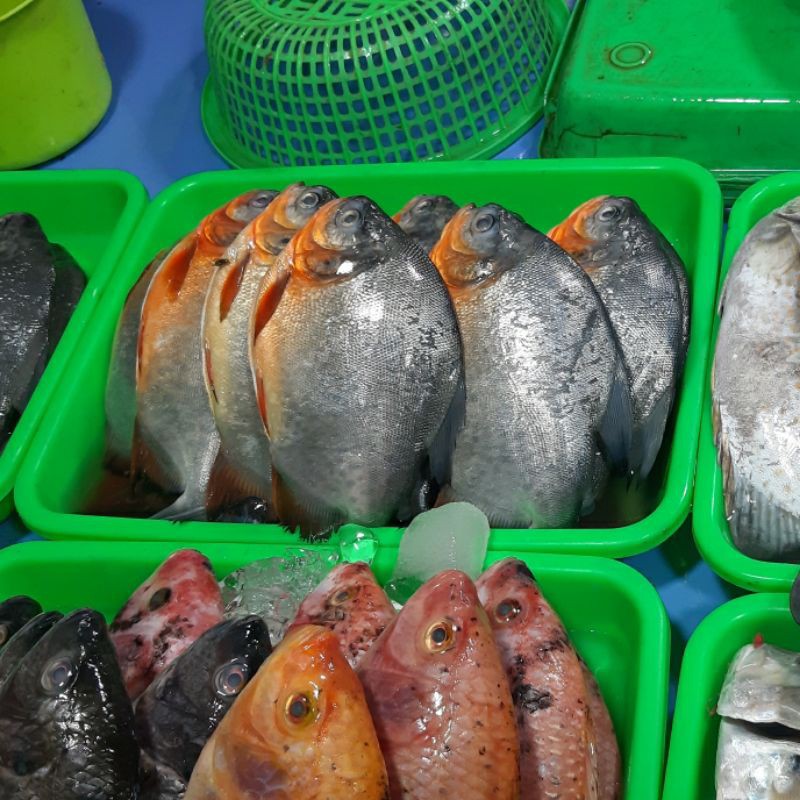 

Ikan Bawal Tawar 1kg (1000g)