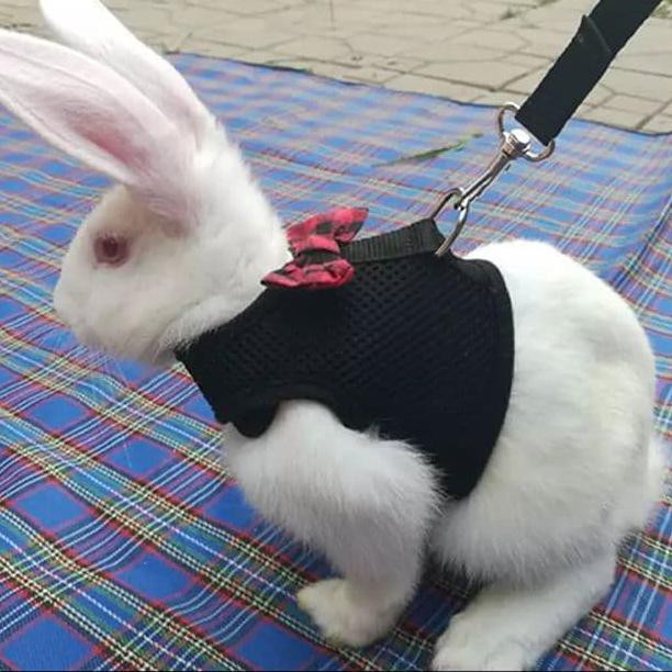 baju harness vest untuk kelinci. rompi harness. - Hitam, S