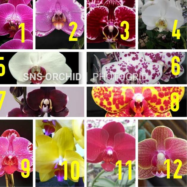 [VIP] Seedling anggrek bulan hybrid taiwan warna koleksi benih bibit