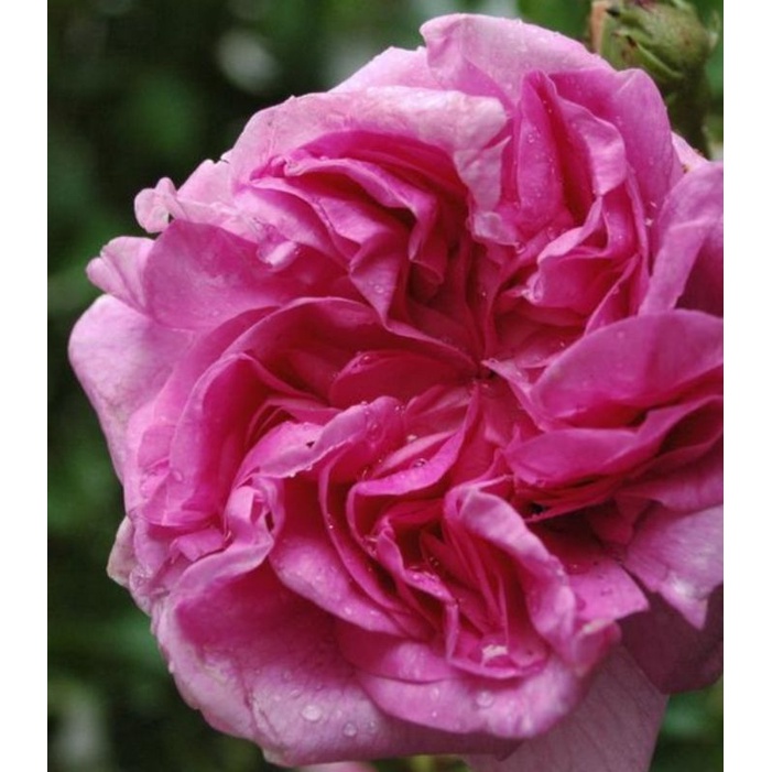 mawar import Damascena