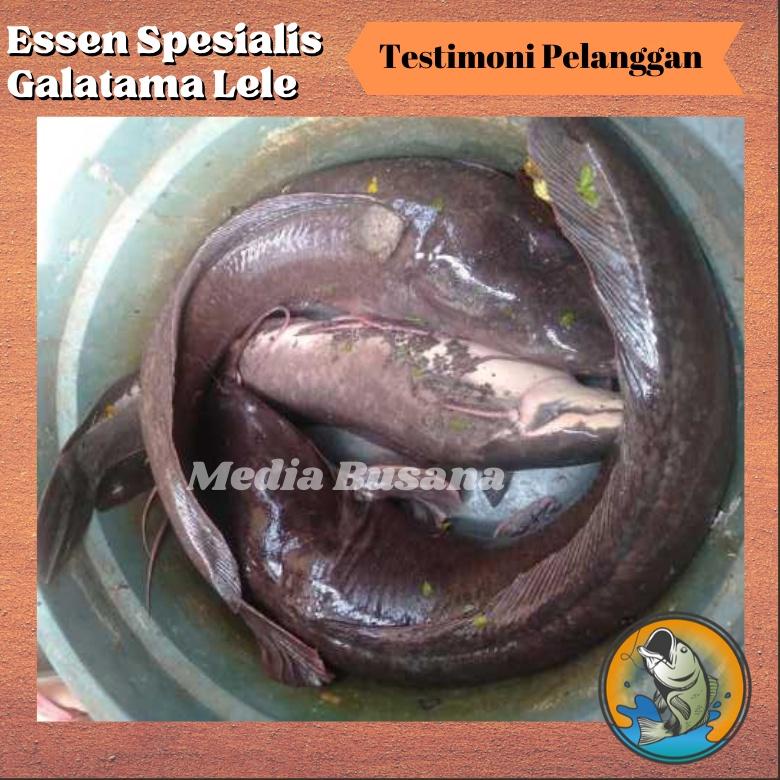 "REO.11Au22ᴺ" Essen Esen Ikan Lele Galatama Lele Ampuh Paling Jitu Irex Merah Umpan Galatama Gt Hari