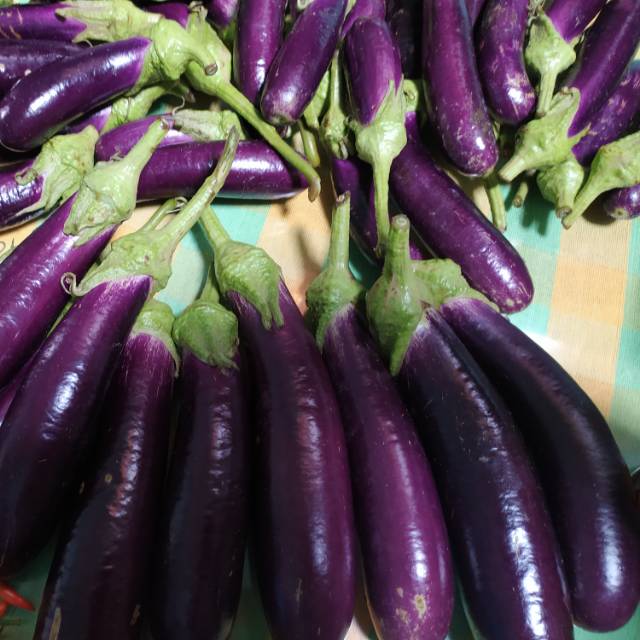 

Terong ungu fress baru panen 1 kg