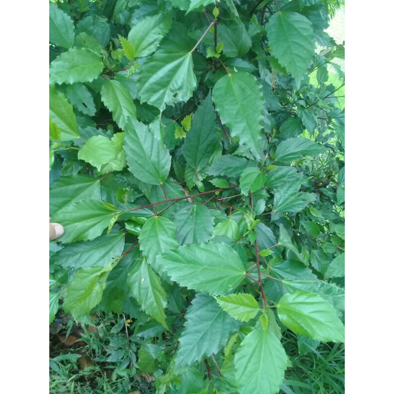 

DAUN BUNGA LENTERA BUNGA SPATU SEGAR 1KG