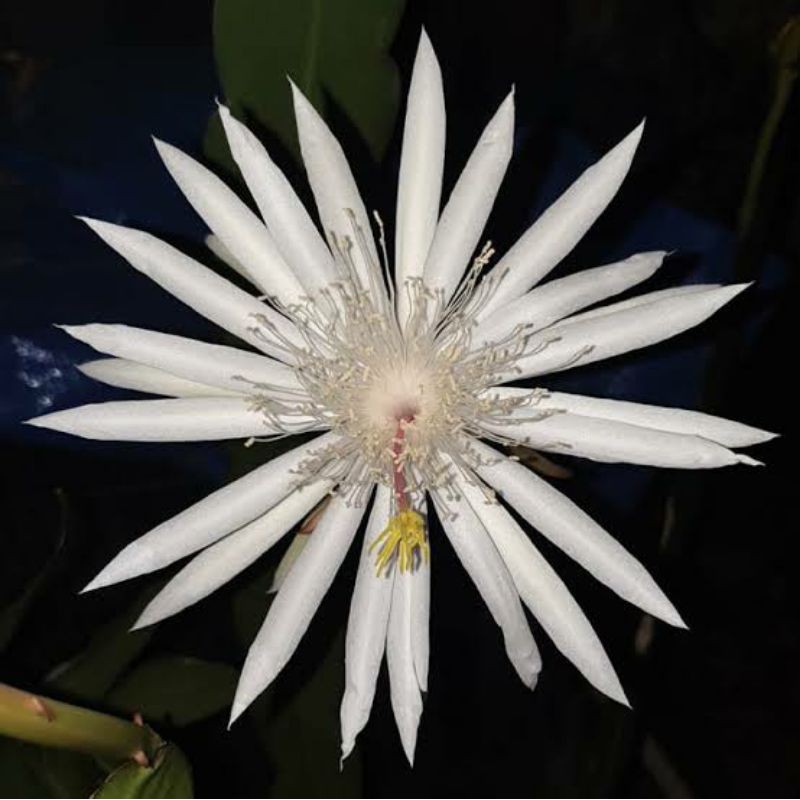 Bibit Bunga Wijaya Kusuma Jenis Hookeri (ephipillum Hookeri)