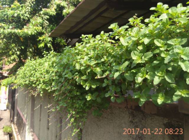 Bibit daun min Superlaris