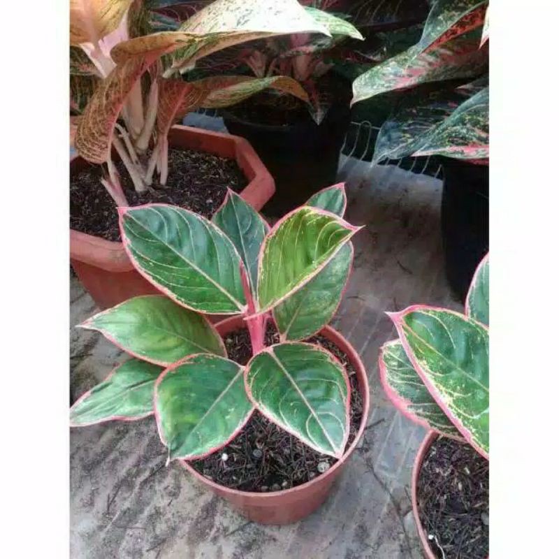 Aglonema Lipstik Tiger