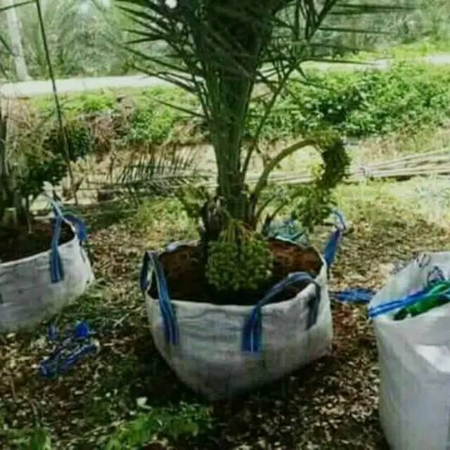 Bibit kurma kl 1 betina