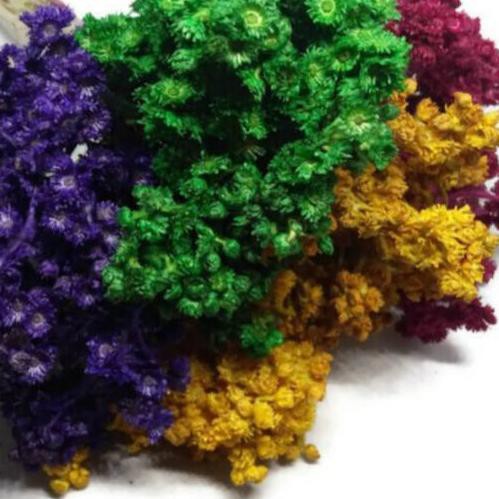 Modern Bunga Edelweis Bunga Abadi 1 Ikat 4 Warna Shopee Indonesia