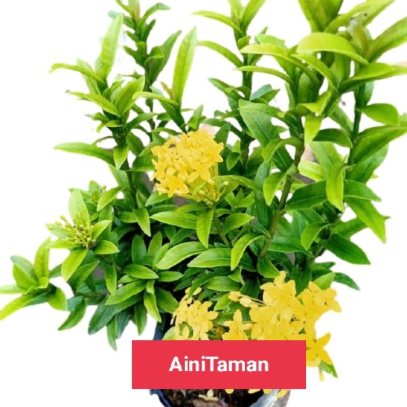 tanaman hias asoka jepang bunga kuning - asoka jepang - soka jepang