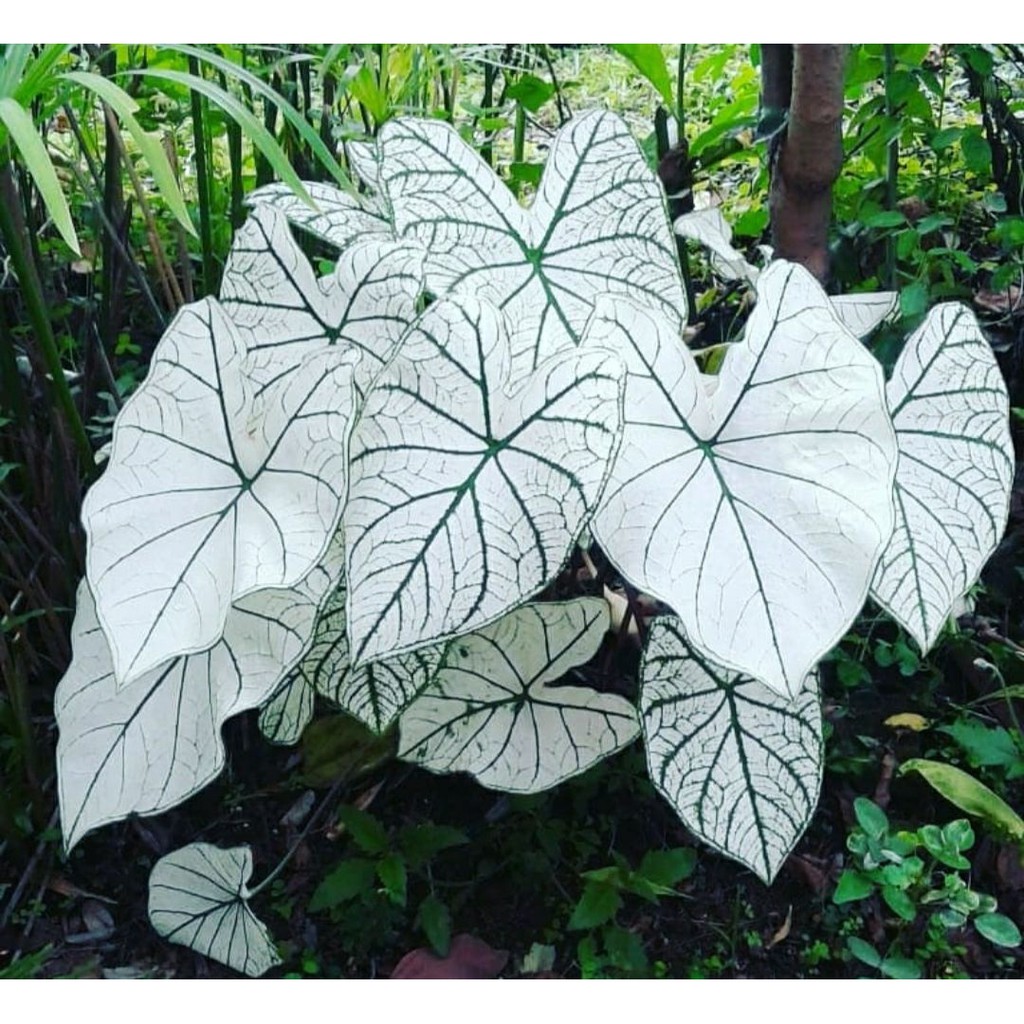 Tanaman Hias Keladi White Queen - Alocasia White Queen- Caladium BERGARANSI