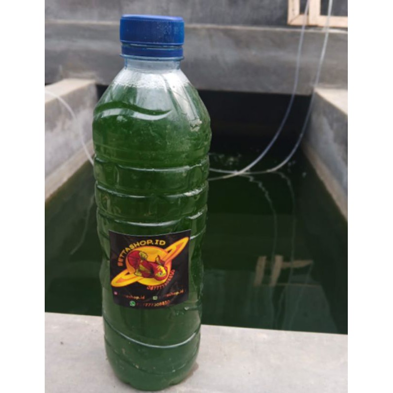 Green water Chlorella Untuk kultur kutu air moina/dhapnia