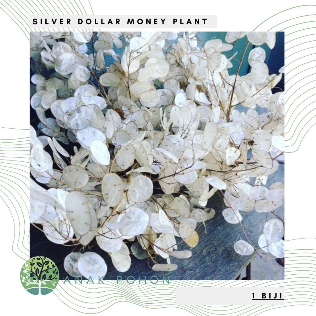 Benih Bibit Biji - Money Plant Silver Dollar (Lunaria biennis) Seeds - IMPORT