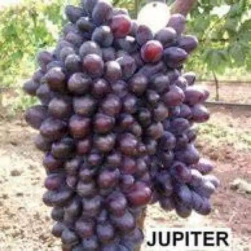 bibit anggur import jupiter tanpa biji