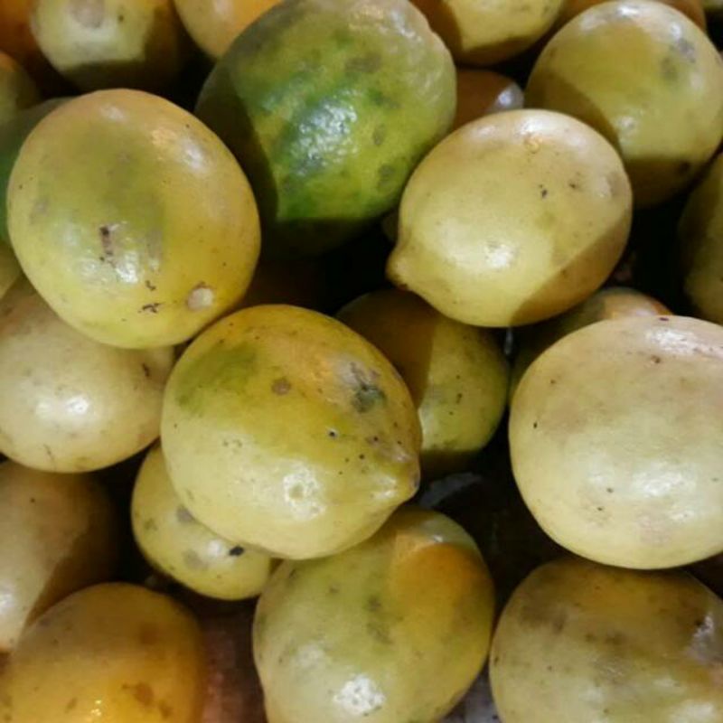 

Lemon Lokal