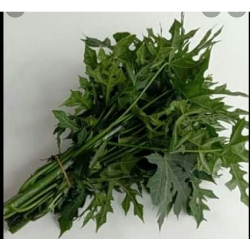 

Daun pepaya fresh/1ikat