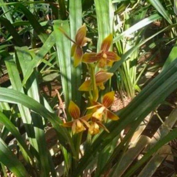 cymbidium ensifolium /anggrek tanah kuning .anggrek tanah cantik