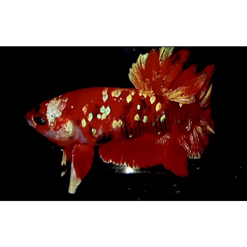 

REDSTARGALAXISOFTGOLD