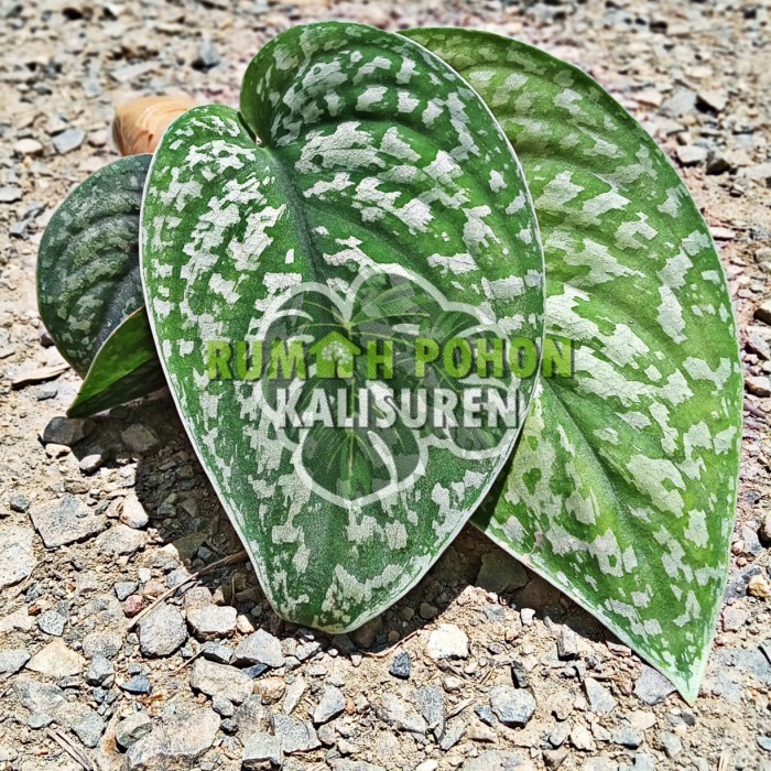 TANAMAN HIAS SCINDAPSUS AGRERIUS - SCINDAPSUS ARGYRAEUS