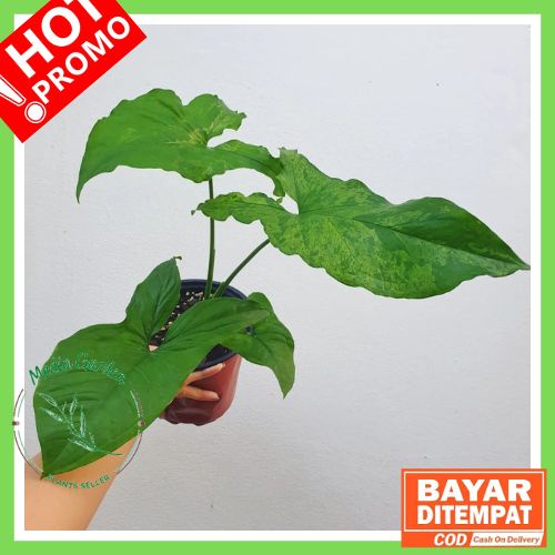 COD Syngonium Mojito | Tanaman Hias Syngonium Mojito Murah