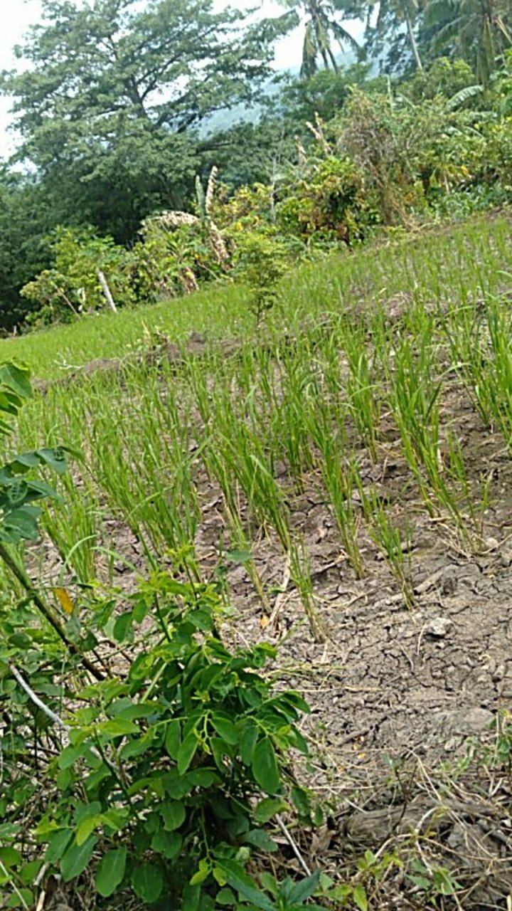 Meroke Fitoflex 2.5 Gram Pupuk Mikro Majemuk Lengkap