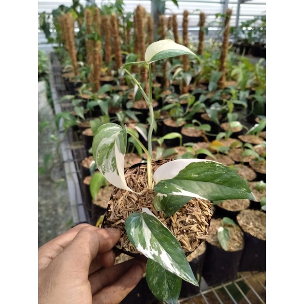 epiprenum pinatum variegata putih