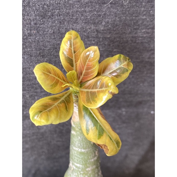Adenium Socotranum Sp. Varigata Grafting