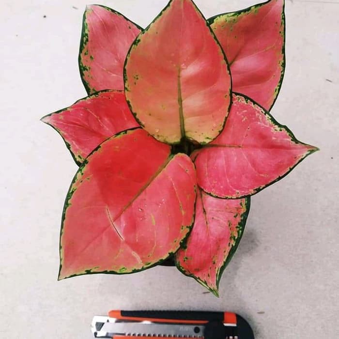 tanaman hias aglonema pink anjamani - pohon aglo pink anja