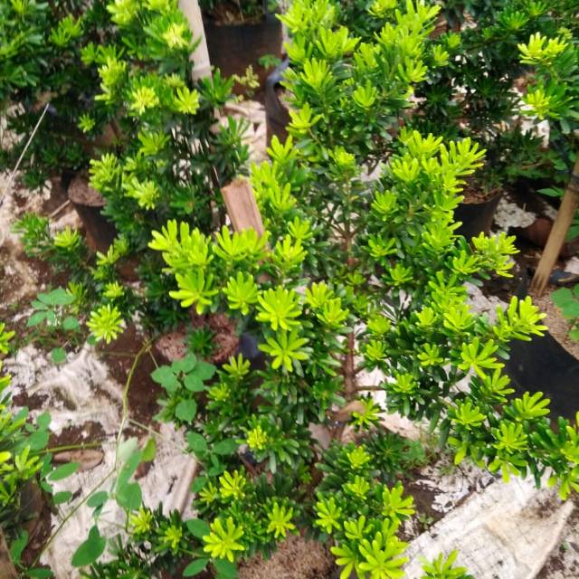 Bahan bonsai lohansung cincuan tinggi 80-100cm - bibit bonsai lohansung - Tanaman hias hidup