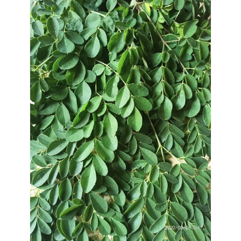 

daun kelor organic segar 500 gram